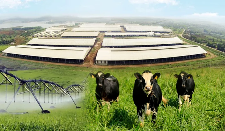 Những điểm nhấn làm nên chất lượng hàng đầu của sữa tươi sạch TH true MILK