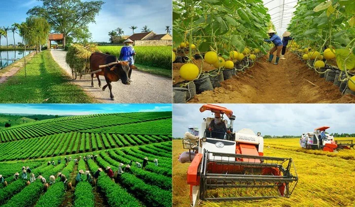 Kinh tế tập thể: Từ liên kết sản xuất đến tổ chức chuỗi giá trị
