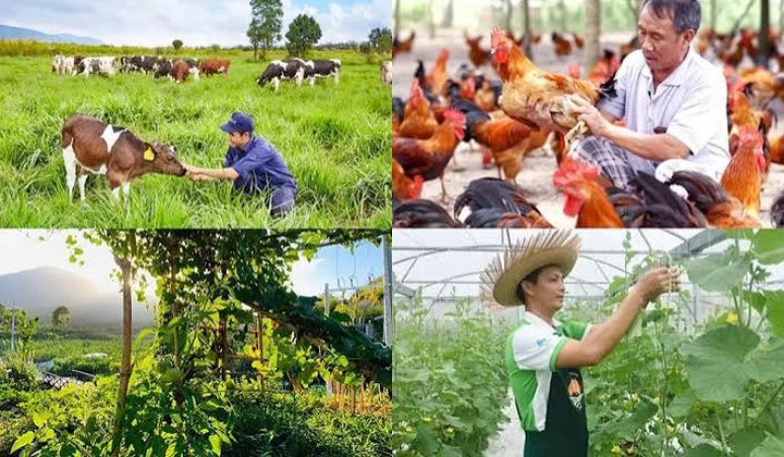 Chăn nuôi Việt Nam: Từ lợi thế quy mô đến năng lực cạnh tranh bền vững