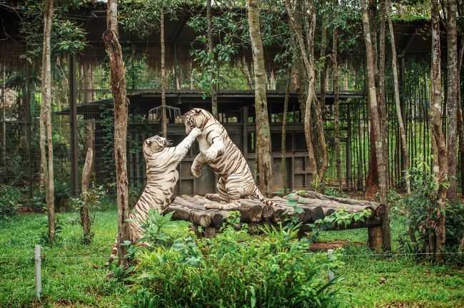 Vinpearl Safari Phú Quốc
