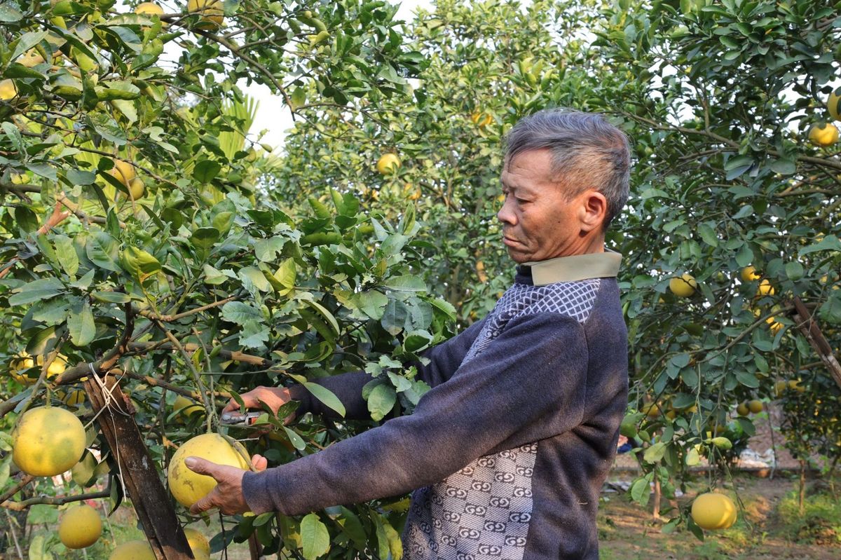 Bưởi Diễn