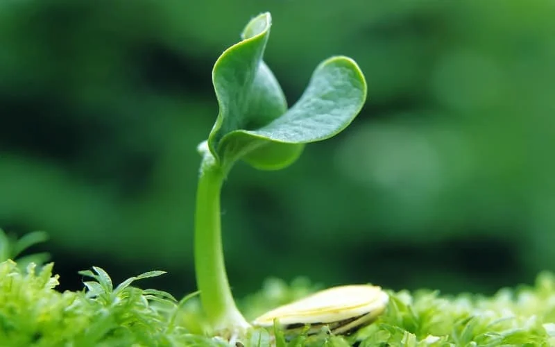 Một số điều của Luật Sở hữu trí tuệ về quyền đối với giống cây trồng