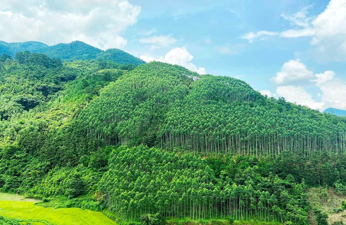 Tăng cường sự lãnh đạo của Đảng đối với công tác quản lý, bảo vệ và phát triển rừng