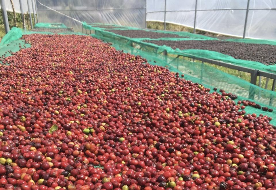 Asanzo Coffee – Tinh hoa cà phê hảo hạng dành cho người Việt