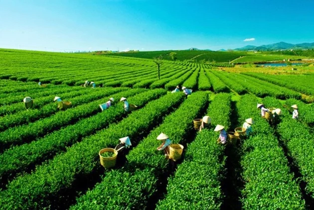Thúc đẩy sắp xếp, đổi mới, nâng cao hiệu quả hoạt động công ty nông, lâm nghiệp