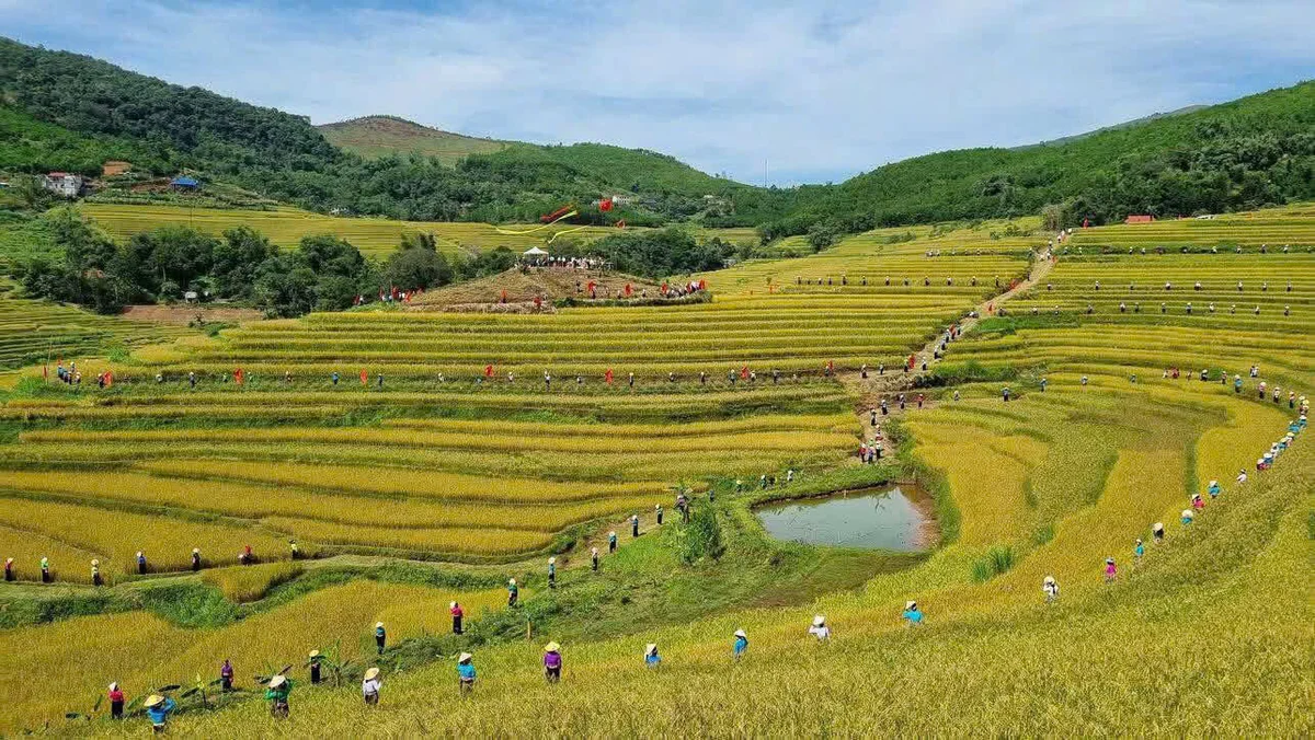 Người dân bản Thái tại xã Thượng Cốc trên khắp cánh đồng lúa vàng bậc thang.