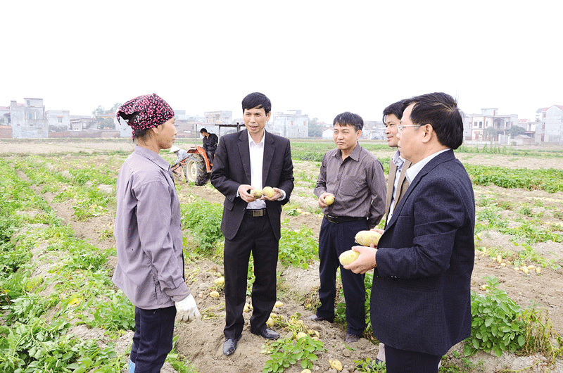 Khoai tây Quế Võ tại Bắc Ninh khẳng định thương hiệu
