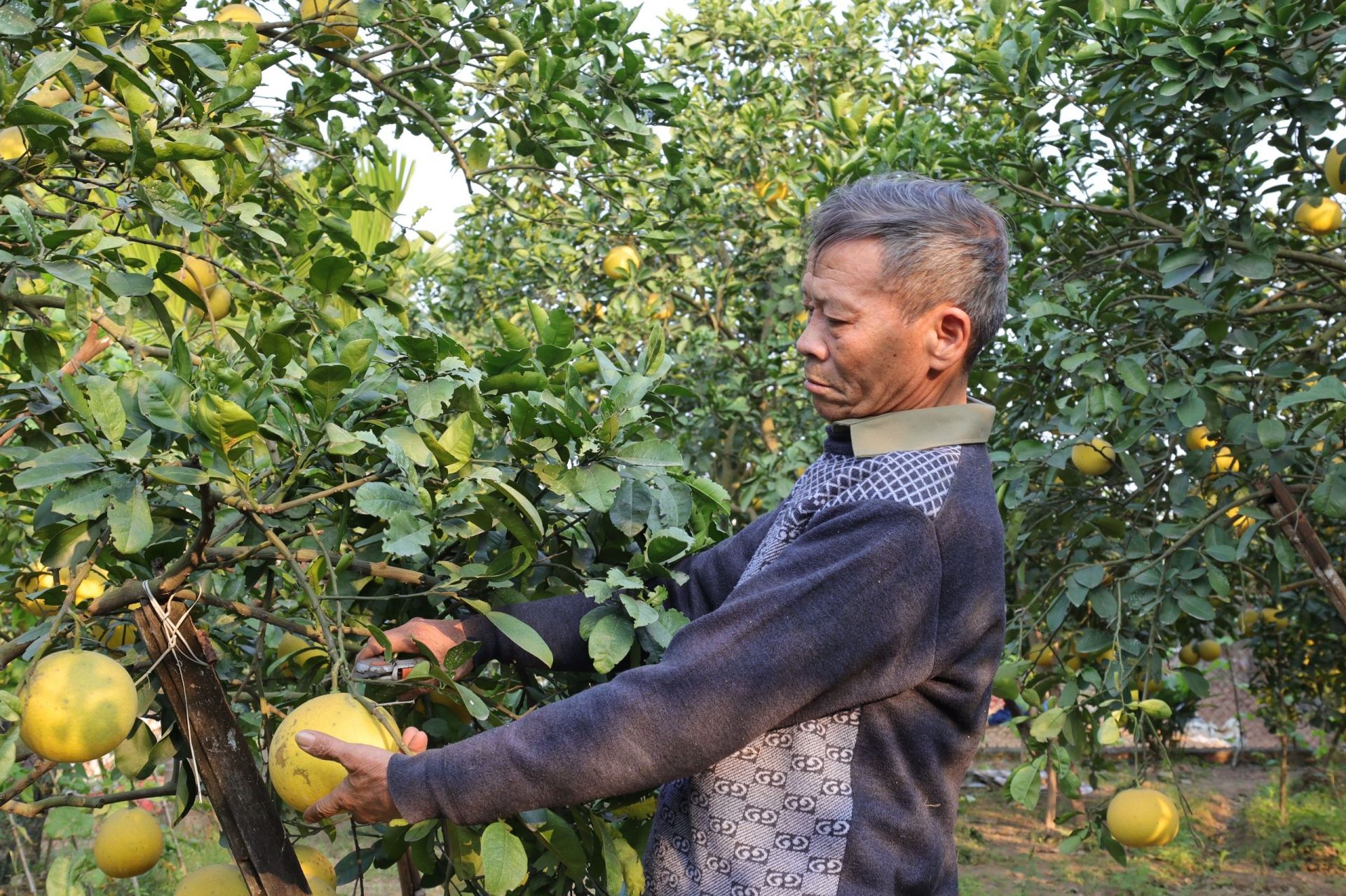 Bưởi Diễn