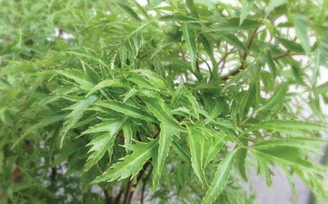 Đinh lăng có tác dụng tăng biên độ sóng não giúp trẻ ghi nhớ tốt hơn
