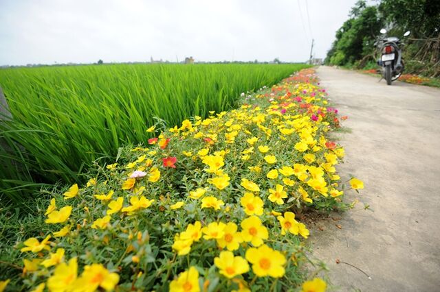 Nam Định đưa kinh tế biển thành động lực phát triển, rộng cửa thu hút nhà đầu tư - Ảnh 4. Nam Định đưa kinh tế biển thành động lực phát triển, rộng cửa thu hút nhà đầu tư - Ảnh 4.