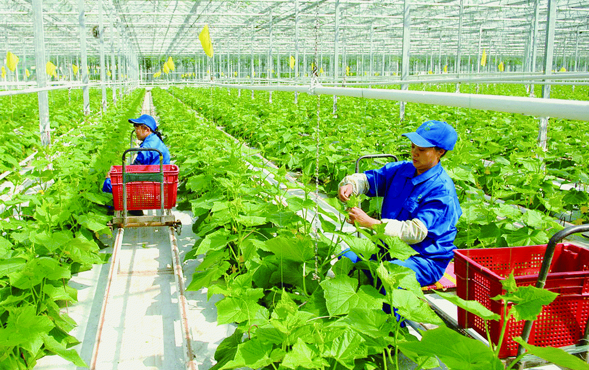 Một số chính sách và giải pháp phát triển nông nghiệp công nghệ cao ở Thành phố Hà Nội