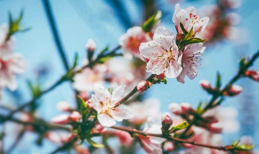 Sức xuân đất nước