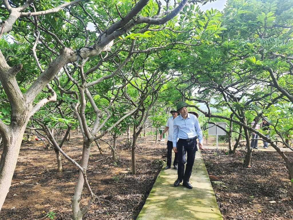Vùng na Việt Dân đã được cấp mã vùng để truy xuất nguồn gốc, thuận tiện cho thương mại điện tử.