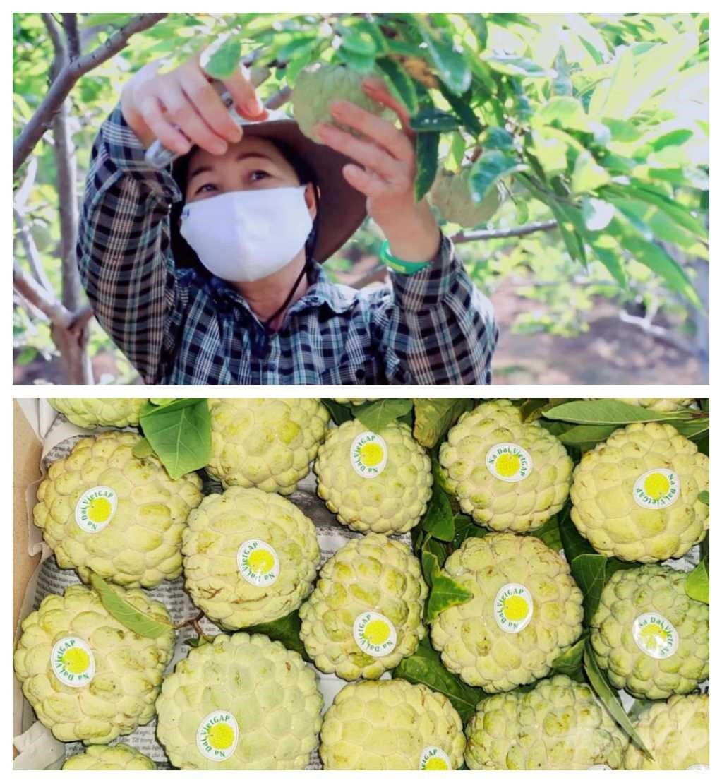 Na Đông Triều hiện được dán nhãn mác truy xuất nguồn gốc, là điều kiện để triển khai thương mại điện tử.