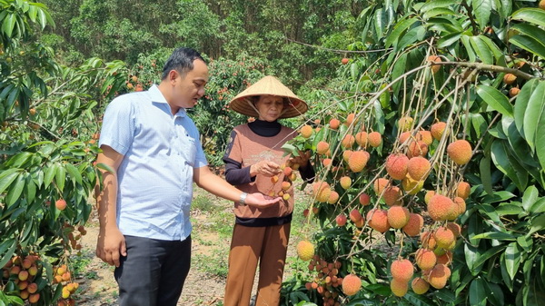 Chuyển đổi cơ cấu cây trồng từ cây ngắn ngày sang cây ăn quả đang được thực hiện có hiệu quả trên địa bàn huyện M’Drắk