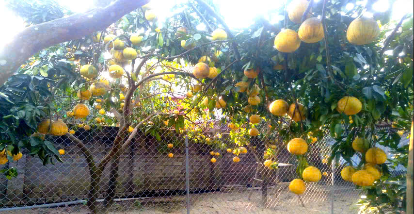 Vườn bưởi Tá Điền