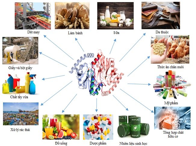 Enzyme đóng vai trò rất quan trọng đối với cơ thể con người