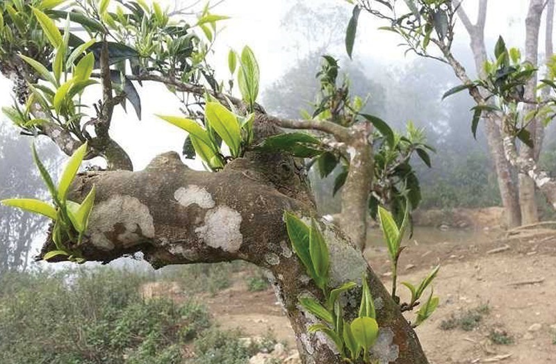 Ngày Quốc tế Trà: Tôn vinh văn hóa trà, xây dựng thương hiệu trà Việt Nam