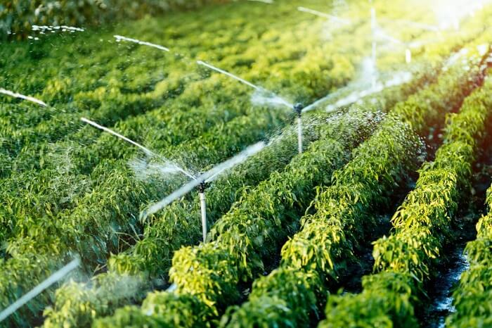 Một số chính sách đầu tư trong lâm nghiệp