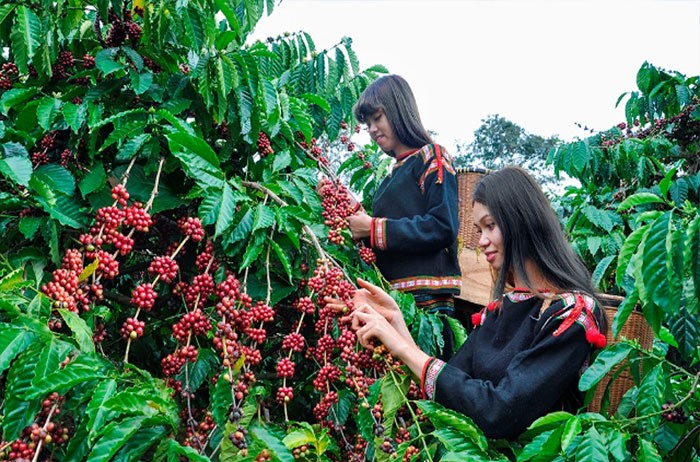 Vùng Tây Nguyên ưu tiên phát triển mạnh các ngành công nghiệp chế biến