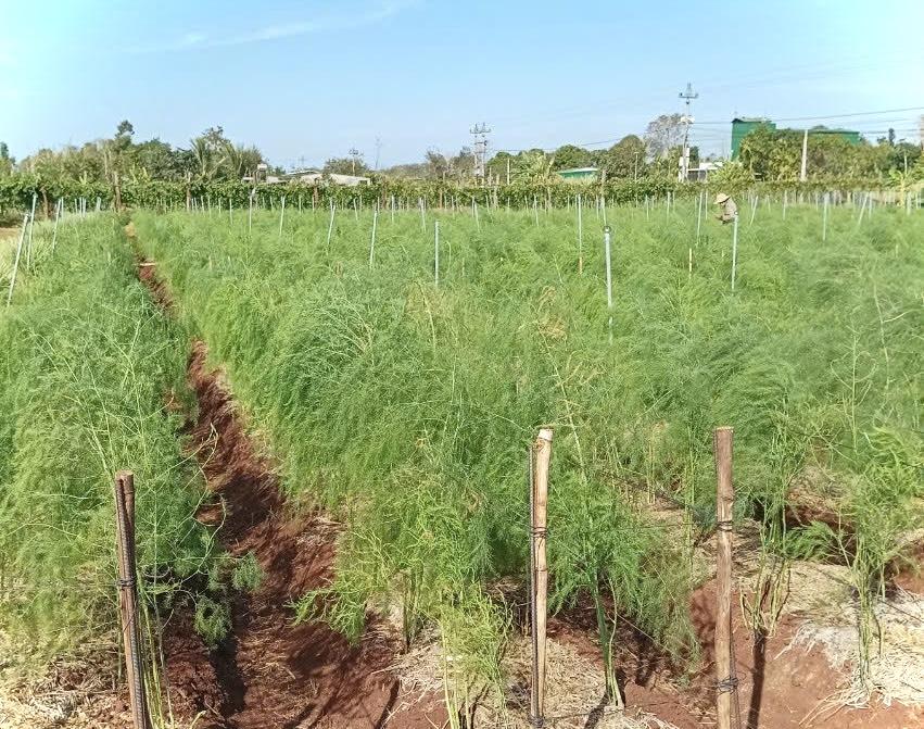Măng Tây chuẩn organic chờ thu hoạch