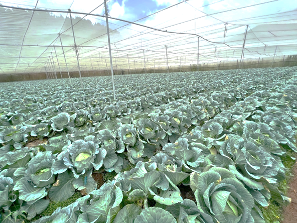Một mảnh vườn trồng bắp cải của Go Farm tại Lâm Đồng