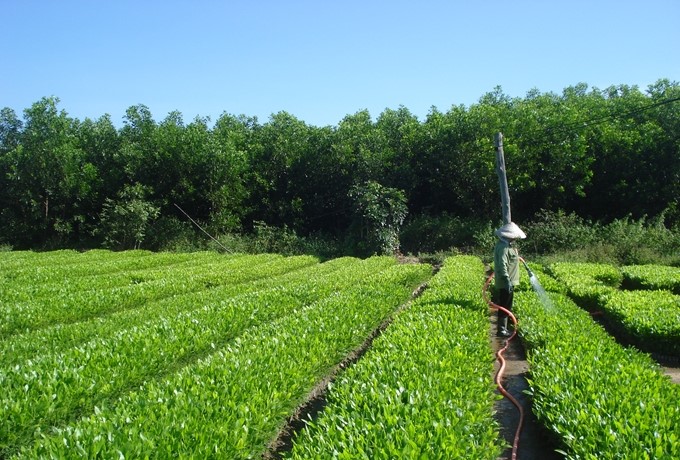 Hướng đến xây dựng ngành lâm nghiệp trở thành một ngành kinh tế, kỹ thuật