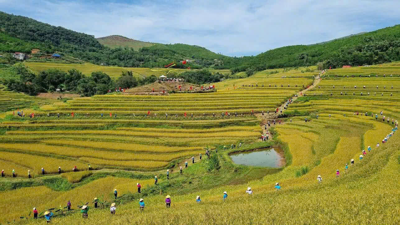 Người dân bản Thái tại xã Thượng Cốc trên khắp cánh đồng lúa vàng bậc thang.