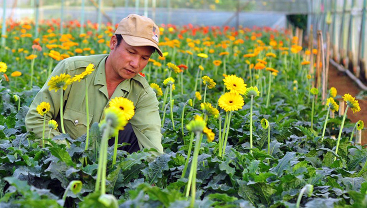 Hà Nội đẩy mạnh mô hình hoa công nghệ cao: Hướng đi chiến lược cho nông nghiệp xanh vùng đô thị
