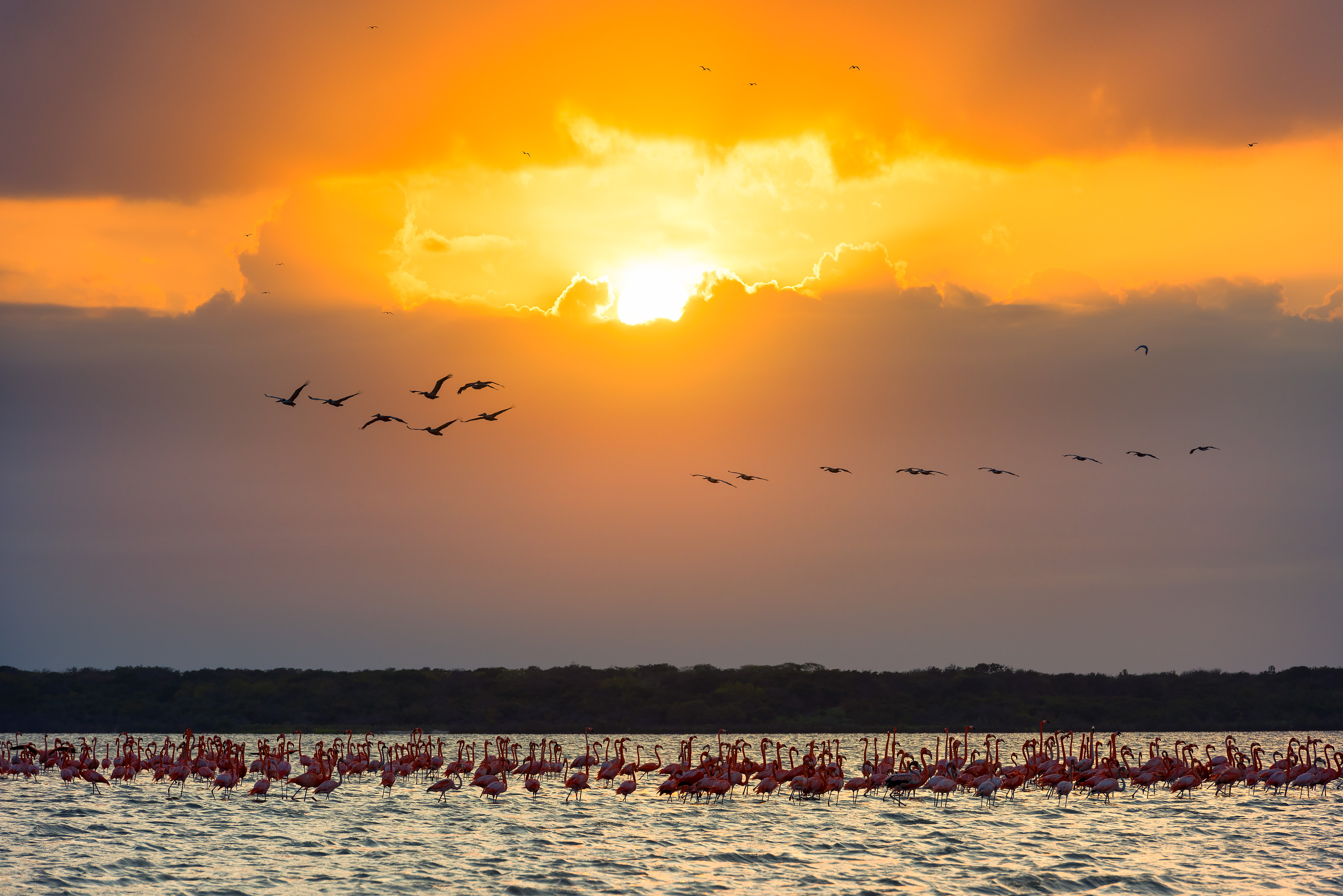 Khu Bảo tồn Thực vật và Động vật Hoang dã Los Flamencos - Tác giả ảnh: Gabriel Einsenban. Nguồn: Đơn vị Hành chính Đặc biệt phụ trách Hệ thống Vườn Quốc gia Tự nhiên Colombia.