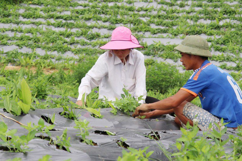 Kích hoạt dòng vốn đầu tư, Đà Nẵng tạo đà phát triển công nghiệp dược liệu