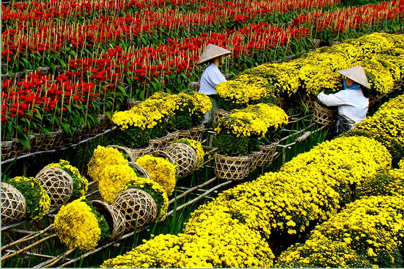 Đồng Tháp: Hướng đến Festival hoa Sa Đéc lần thứ II