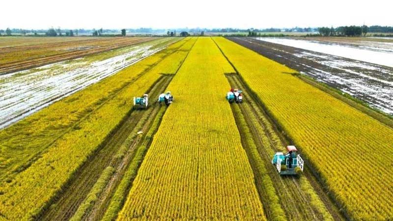 Tái cấu trúc ngành lúa gạo trong bối cảnh mới: Chuyển từ tư duy sản lượng sang phát triển chuỗi giá trị bền vững